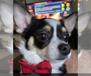 Chihuahua Dogs for adoption in Westminster, MD, USA