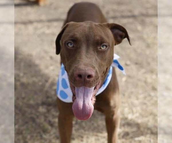 Medium Photo #1 American Staffordshire Terrier-Unknown Mix Puppy For Sale in San Antonio, TX, USA