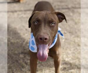 American Staffordshire Terrier-Unknown Mix Dogs for adoption in San Antonio, TX, USA