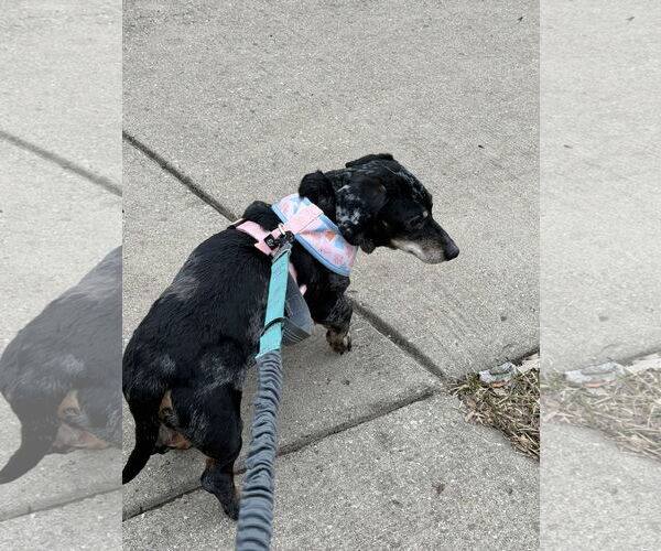 Medium Photo #2 Dachshund Puppy For Sale in Wheaton, IL, USA