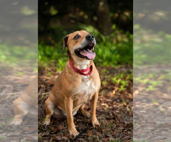 Medium Photo #3 Mutt Puppy For Sale in  Gainesville, FL, USA