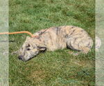 Small #4 American Staffordshire Terrier-Mastiff Mix