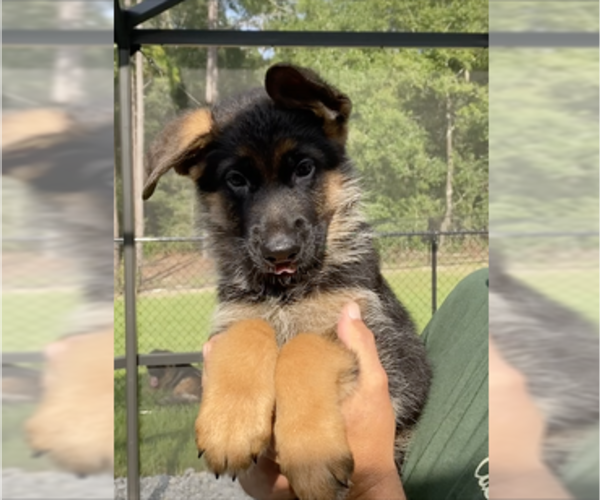 Medium Photo #1 German Shepherd Dog Puppy For Sale in DUNNELLON, FL, USA