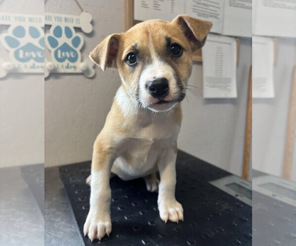 Medium Photo #1 Boxer-Unknown Mix Puppy For Sale in Sistersville, WV, USA
