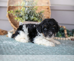 Small Photo #15 Poodle (Miniature) Puppy For Sale in WOLCOTTVILLE, IN, USA