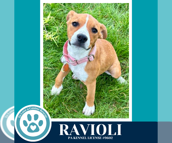 Medium Photo #6 Boxer-Unknown Mix Puppy For Sale in Kimberton, PA, USA