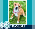 Small #5 Boxer Mix