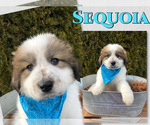 Puppy Sequoia Great Pyrenees
