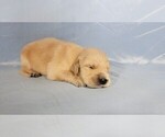 Small #4 Golden Retriever