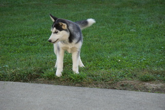 Siberian Husky Puppy for sale in FREDERICKSBG, OH, USA