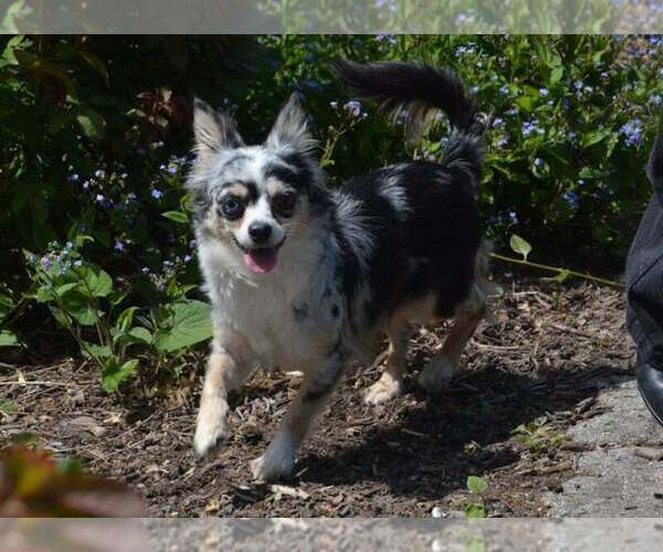 Medium Photo #1 Chihuahua Puppy For Sale in NEWVILLE, PA, USA