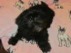 Small Photo #1 Havashire Puppy For Sale in CONROE, TX, USA