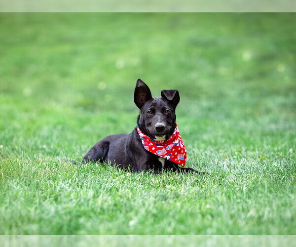 Medium Photo #3 Labrador Retriever-Unknown Mix Puppy For Sale in Unionville, PA, USA