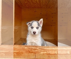 Siberian Husky Puppy for sale in APPLE VALLEY, CA, USA