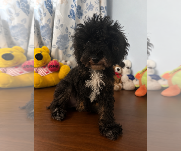 Medium Photo #29 Havapoo Puppy For Sale in DURHAM, CT, USA