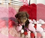 Small Photo #72 Australian Shepherd Puppy For Sale in NEW BRAUNFELS, TX, USA