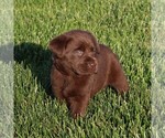 Small Photo #6 Labrador Retriever Puppy For Sale in EPHRATA, PA, USA