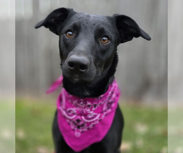 Medium Photo #4 Mutt Puppy For Sale in Fargo, ND, USA