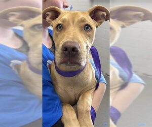 Labrador Retriever-Unknown Mix Dogs for adoption in San Bernardino, CA, USA