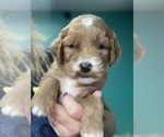 Small #2 Goldendoodle