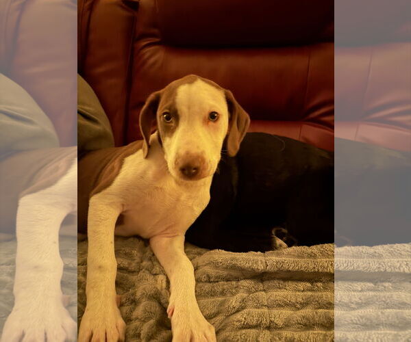 Medium Photo #4 Labrador Retriever-Unknown Mix Puppy For Sale in Des Moines, IA, USA