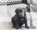 Small Photo #1 Labrador Retriever Puppy For Sale in DEWITT, VA, USA