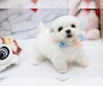 Small Photo #6 Maltese Puppy For Sale in HILO, HI, USA