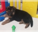 Small Photo #9 German Shepherd Dog Puppy For Sale in TORONTO, OH, USA