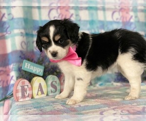 Cocker Spaniel-Poovanese Mix Puppy for sale in LANCASTER, PA, USA