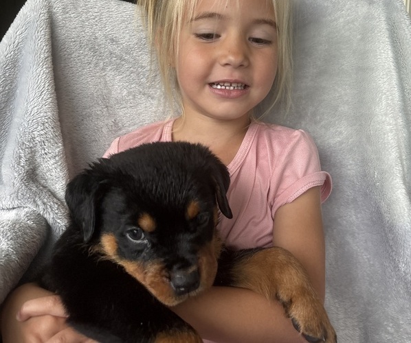 Medium Photo #2 Rottweiler Puppy For Sale in GILBERT, WV, USA