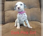 Puppy 2 Dalmatian