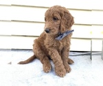 Small Photo #3 Goldendoodle Puppy For Sale in DELAWARE, OH, USA