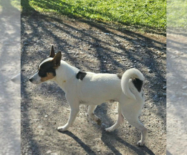 Medium Photo #2 Mutt Puppy For Sale in Cranston, RI, USA