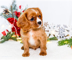 Small Photo #45 Cavalier King Charles Spaniel Puppy For Sale in WAKARUSA, IN, USA