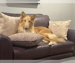 Small #1 Collie
