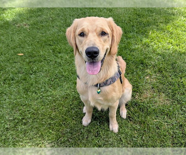 Medium Photo #1 Golden Retriever Puppy For Sale in San Clemente, CA, USA
