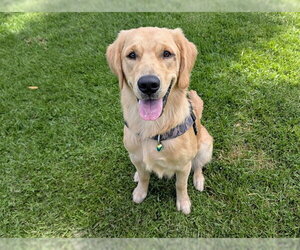 Golden Retriever Dogs for adoption in San Clemente, CA, USA