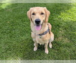 Small Golden Retriever