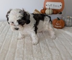 Small #10 ShihPoo
