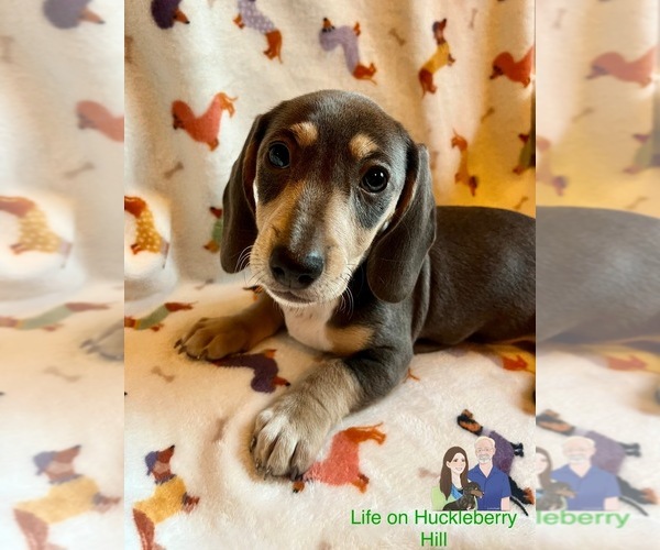 Medium Photo #2 Dachshund Puppy For Sale in LAKEBAY, WA, USA