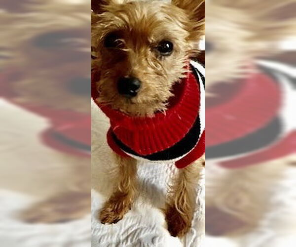 Medium Photo #1 Mutt Puppy For Sale in Allentown,, PA, USA