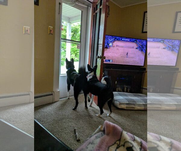 Medium Photo #13 Border Collie-Unknown Mix Puppy For Sale in Lewistown, PA, USA