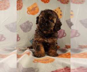 Cavapoo Puppy for sale in STOUTLAND, MO, USA