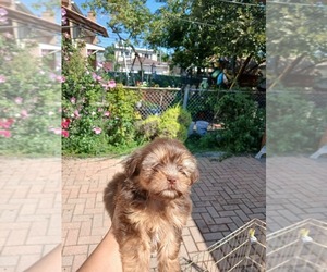 Medium Shih Tzu