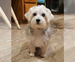 Small #4 Maltese Mix