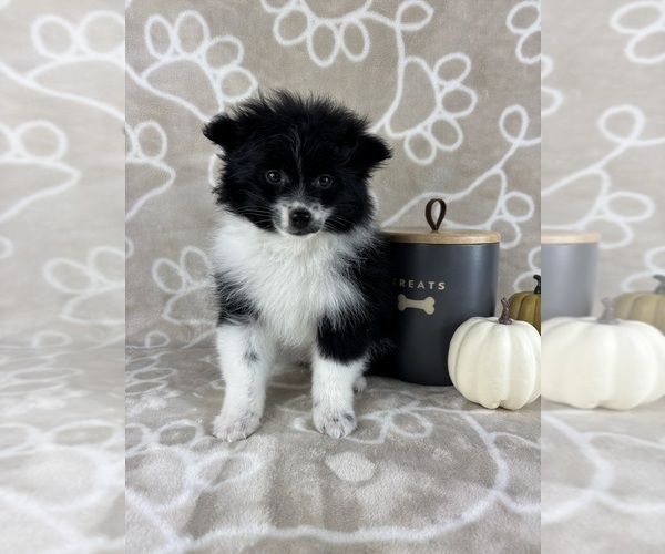 Medium Photo #5 Pomeranian Puppy For Sale in INDIANAPOLIS, IN, USA