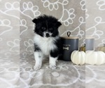 Small #4 Pomeranian