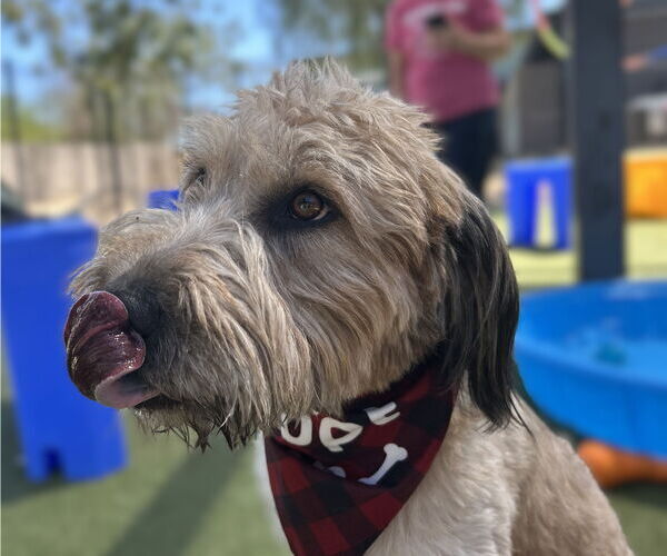 Medium Photo #2 Mutt Puppy For Sale in Phoenix, AZ, USA