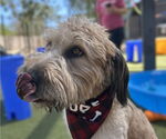 Small #1 Mutt