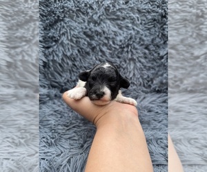 Poodle (Toy) Puppy for sale in JEFFERSONVILLE, IN, USA